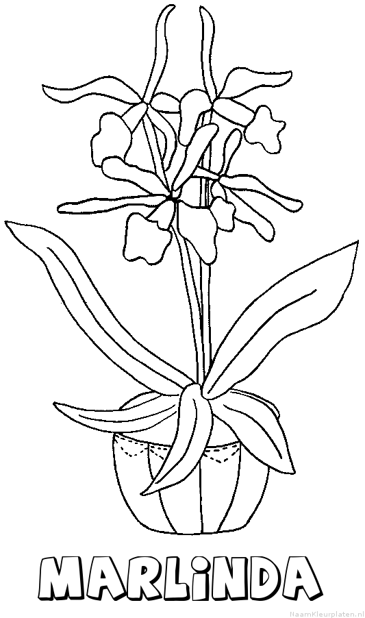 Marlinda bloemen