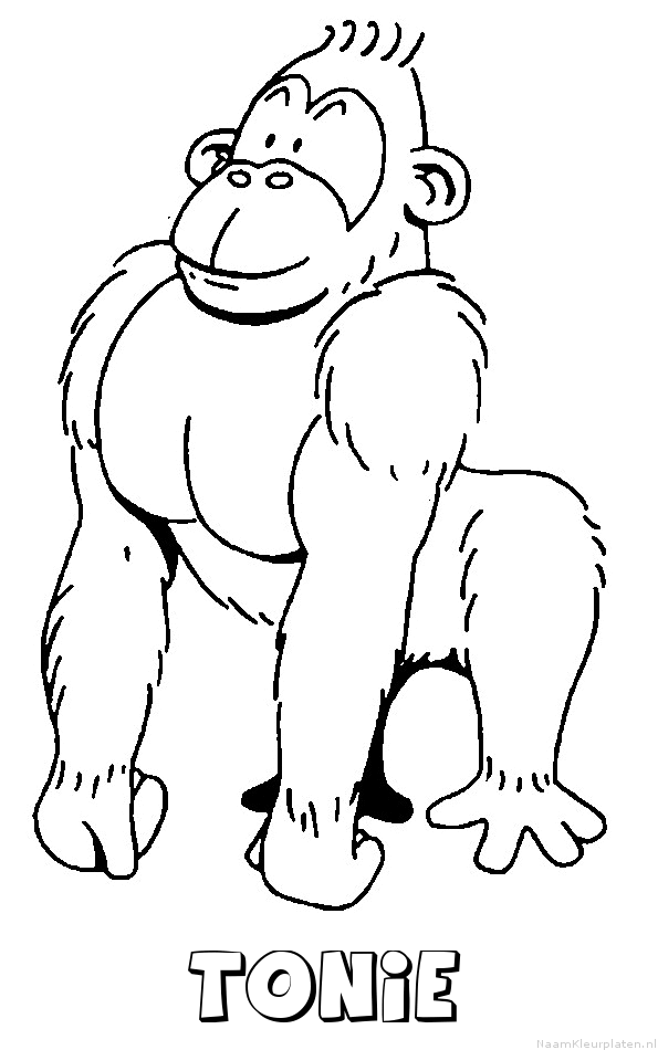 Tonie aap gorilla