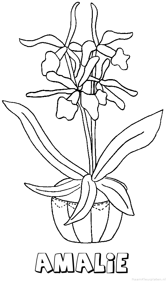 Amalie bloemen