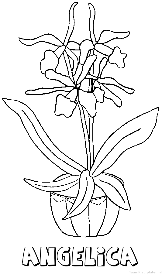Angelica bloemen