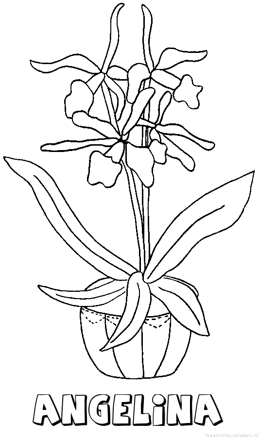 Angelina bloemen