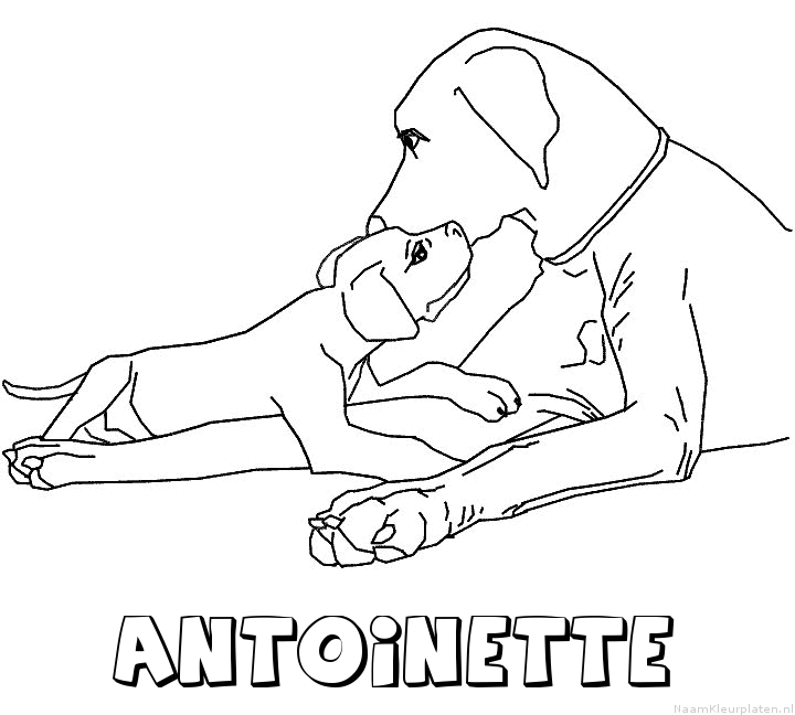 Antoinette hond puppy