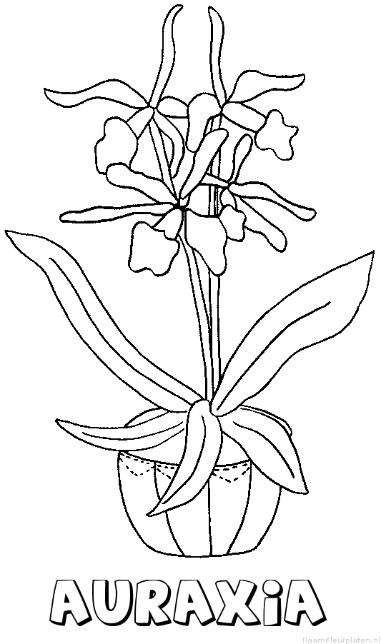 Auraxia bloemen