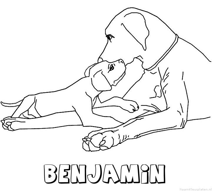 Benjamin hond puppy