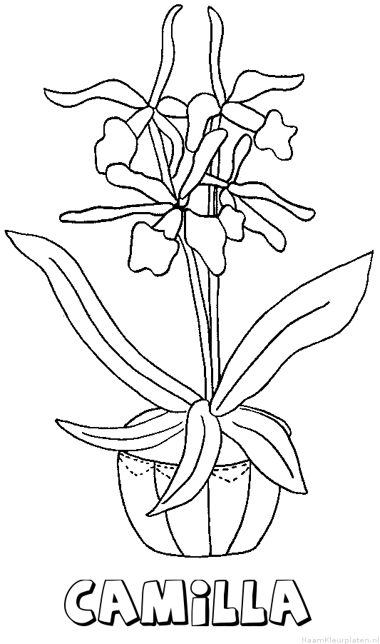 Camilla bloemen
