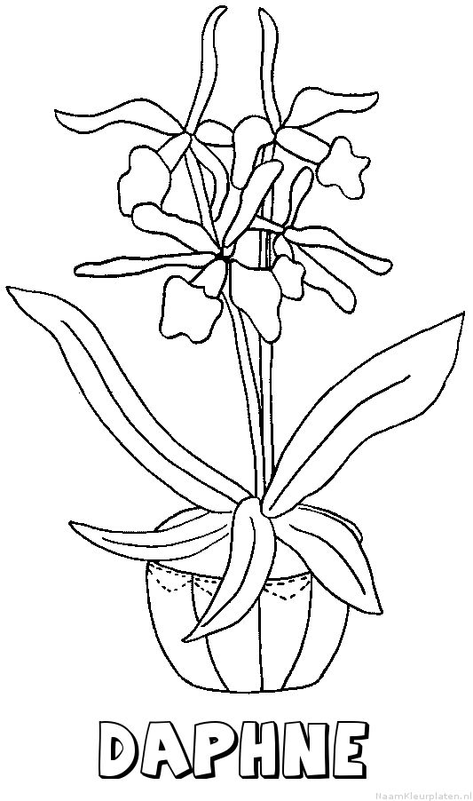 Daphne bloemen