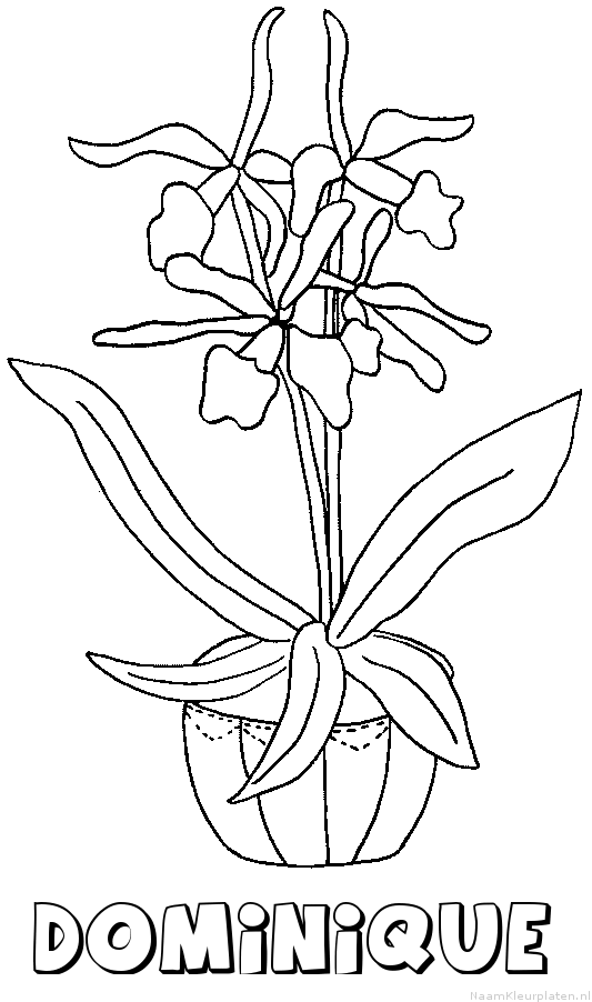 Dominique bloemen