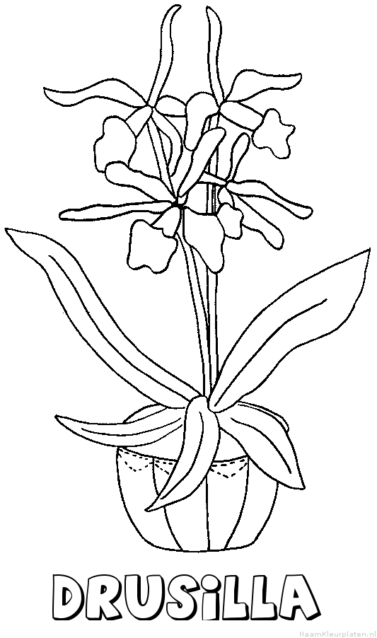 Drusilla bloemen kleurplaat