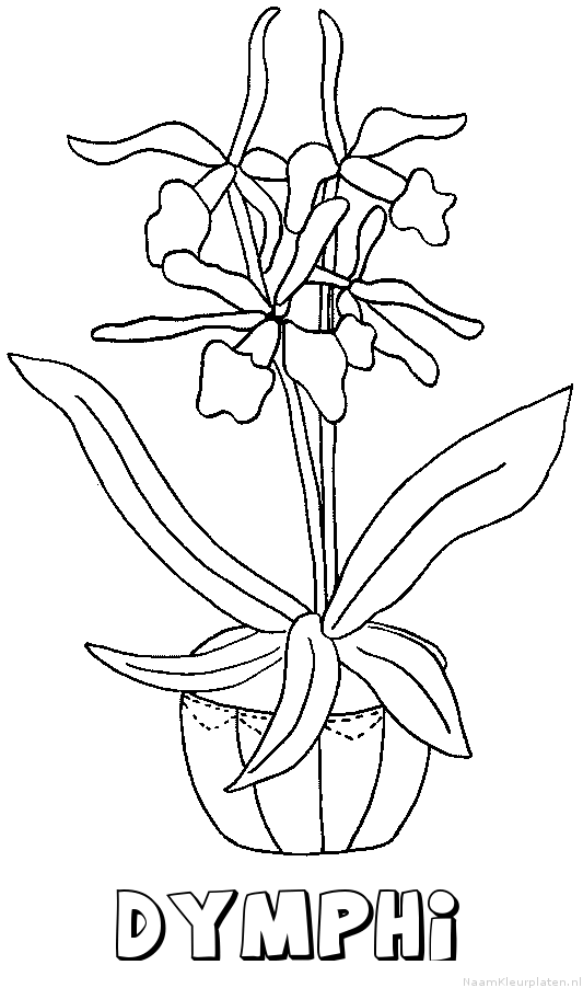 Dymphi bloemen