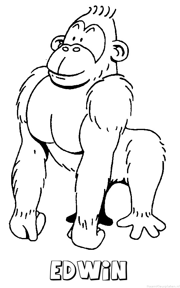 Edwin aap gorilla