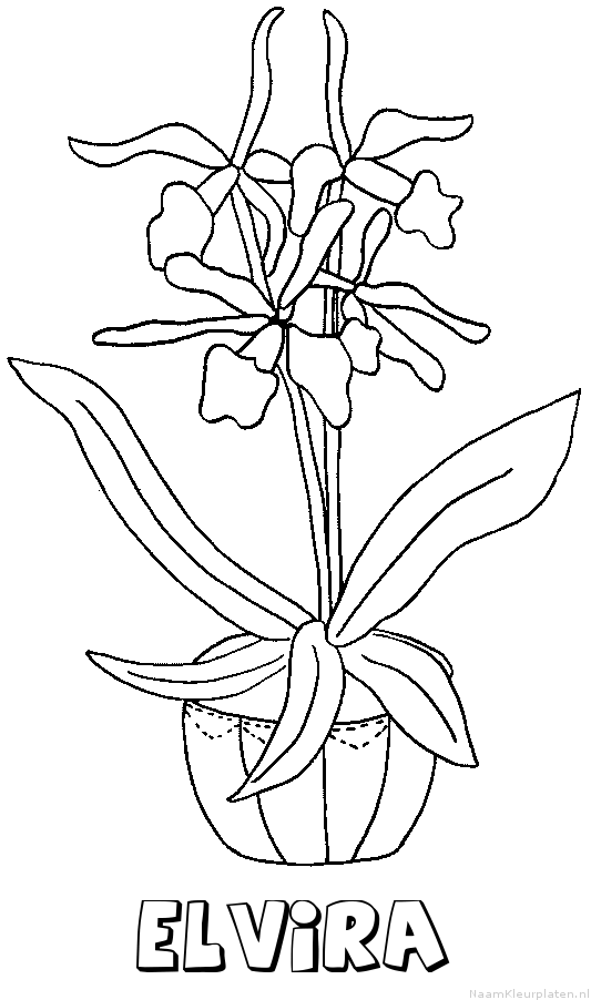 Elvira bloemen
