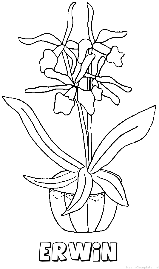 Erwin bloemen