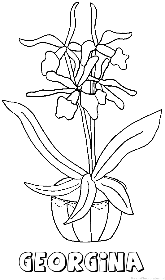 Georgina bloemen