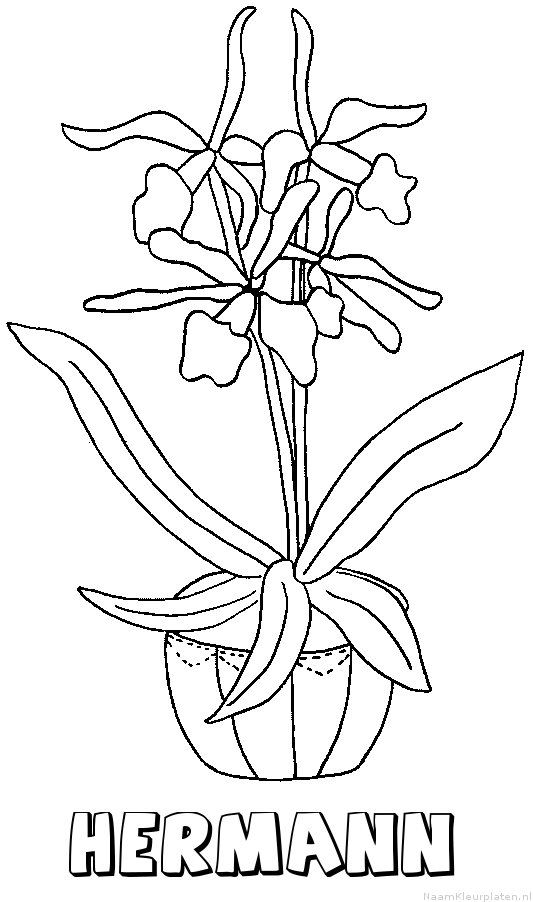 Hermann bloemen