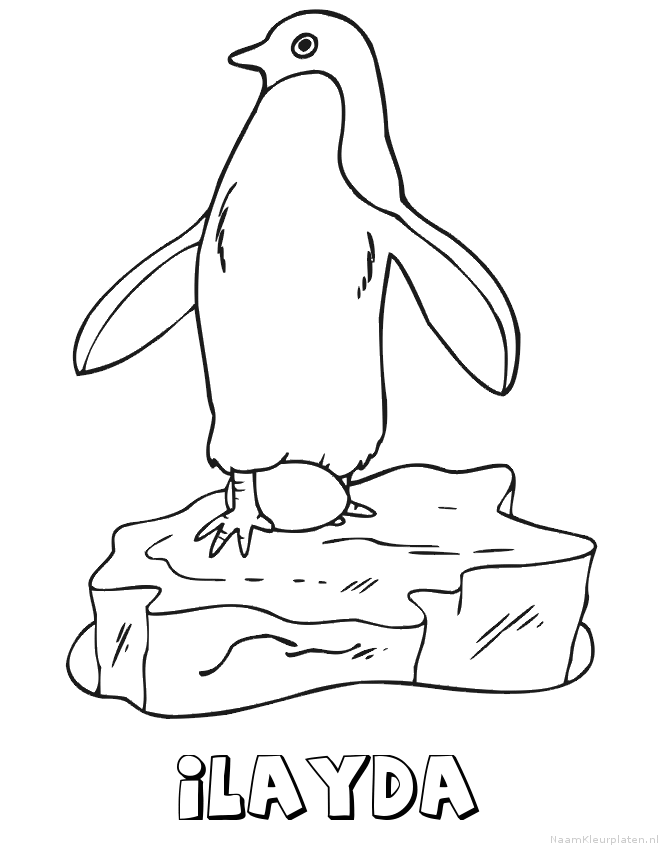 Ilayda pinguin
