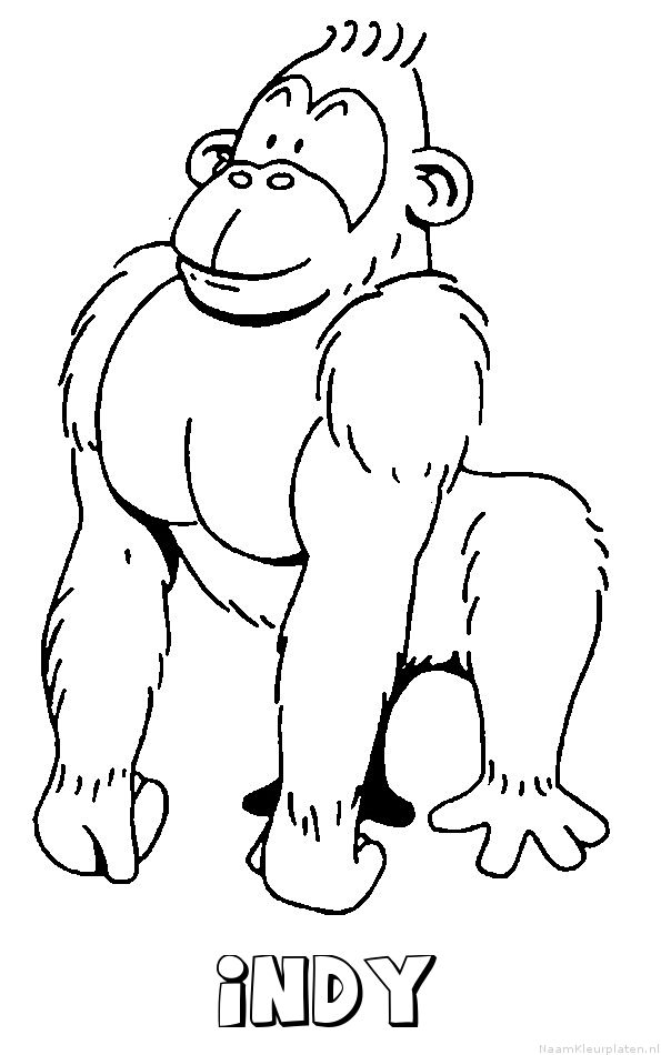 Indy aap gorilla