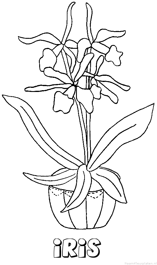 Iris bloemen kleurplaat