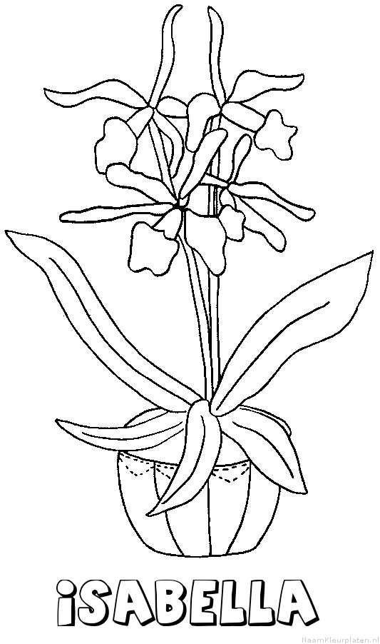 Isabella bloemen