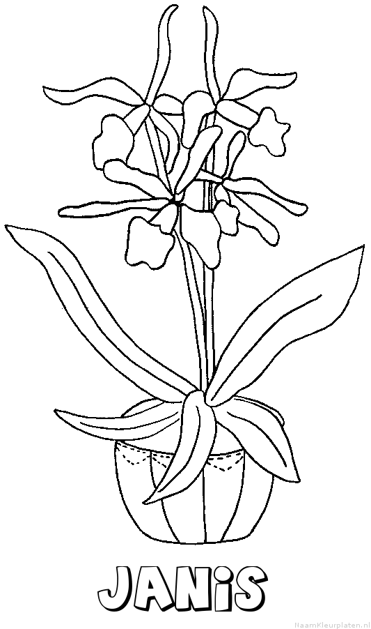 Janis bloemen
