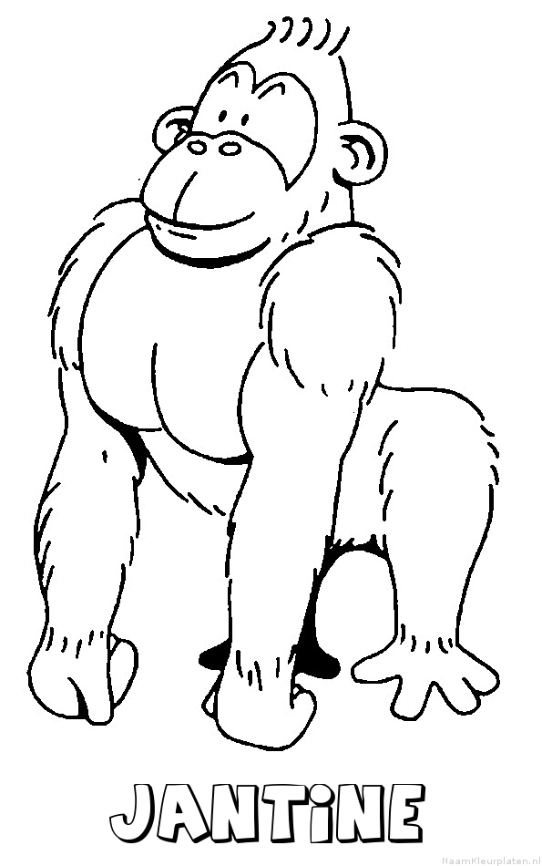 Jantine aap gorilla