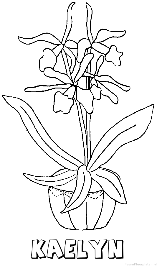 Kaelyn bloemen