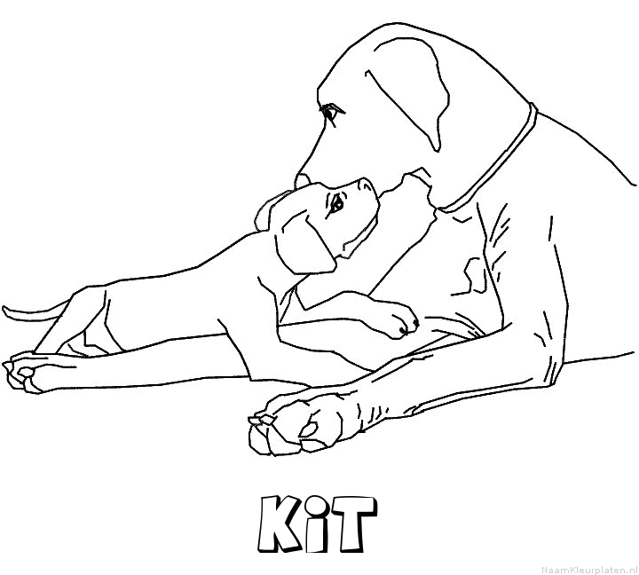 Kit hond puppy