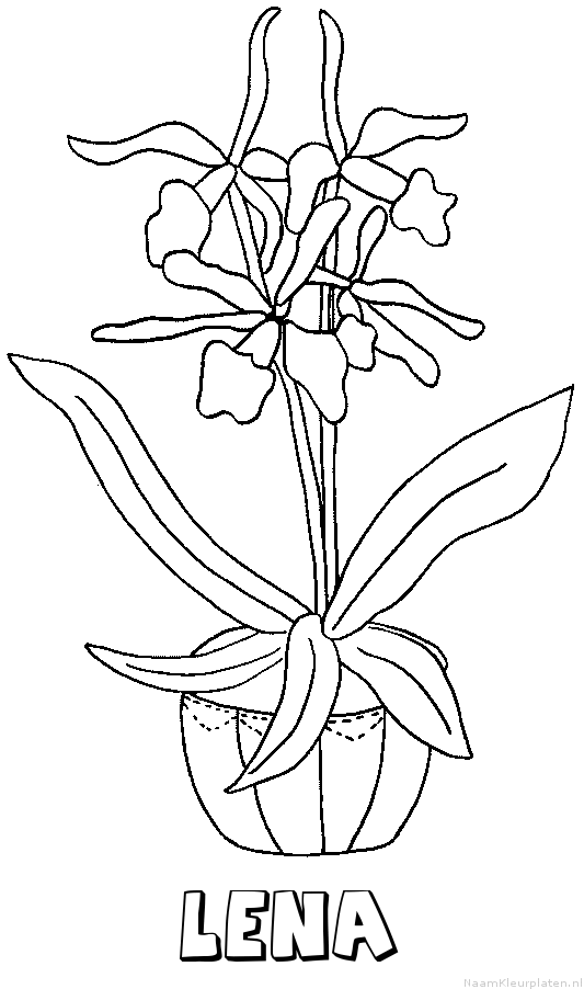Lena bloemen