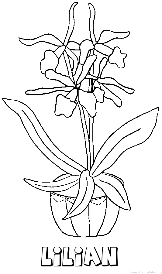 Lilian bloemen