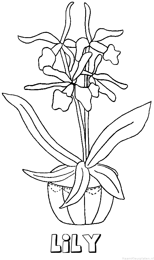 Lily bloemen kleurplaat