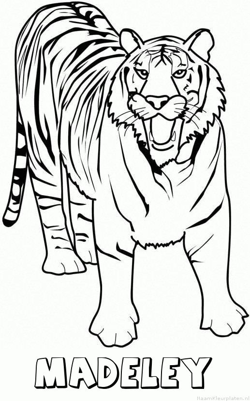 Madeley tijger 2