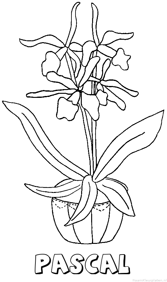 Pascal bloemen