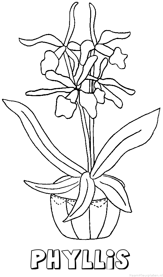 Phyllis bloemen