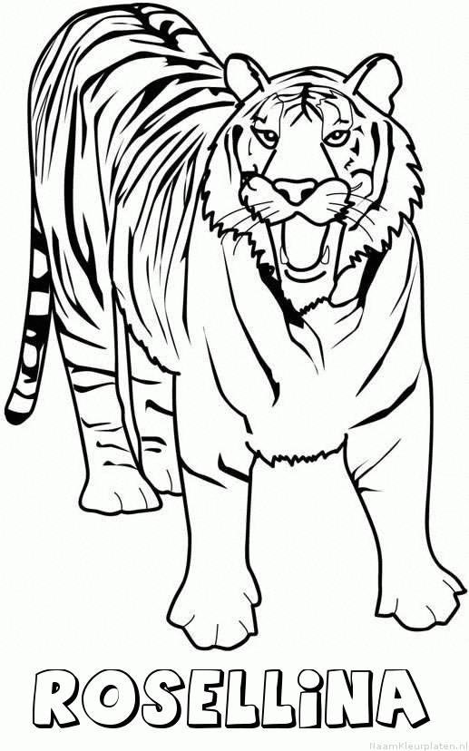 Rosellina tijger 2