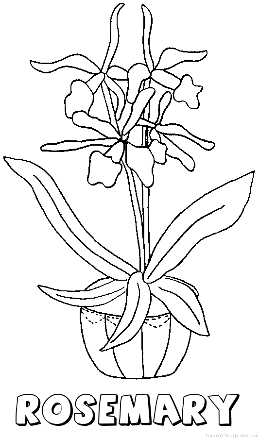 Rosemary bloemen kleurplaat