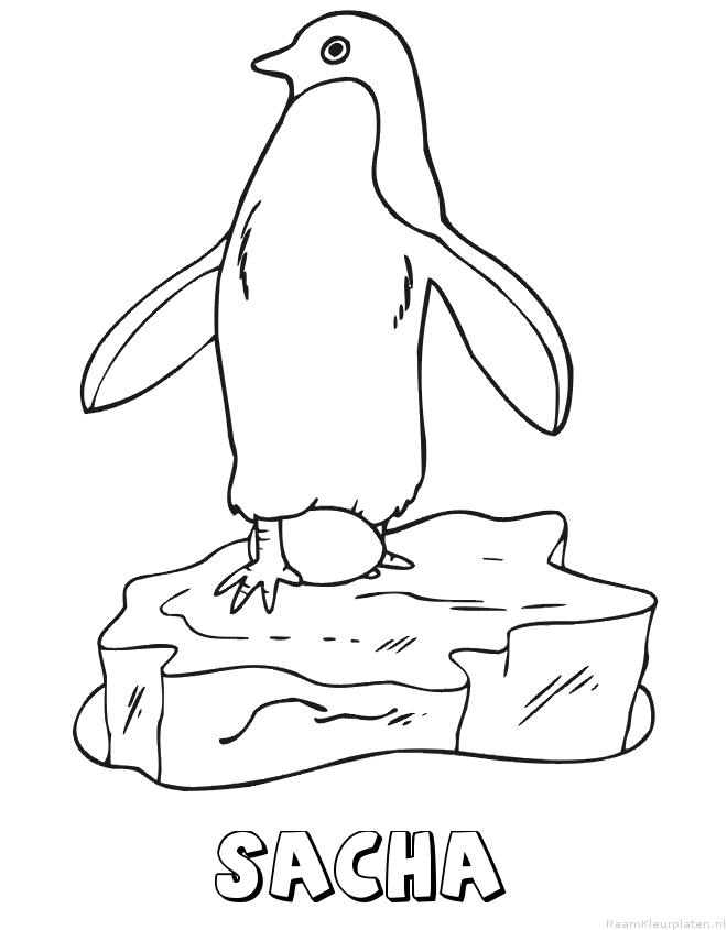 Sacha pinguin