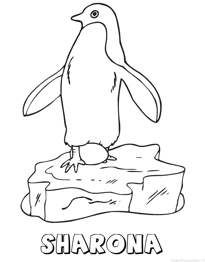 Sharona pinguin