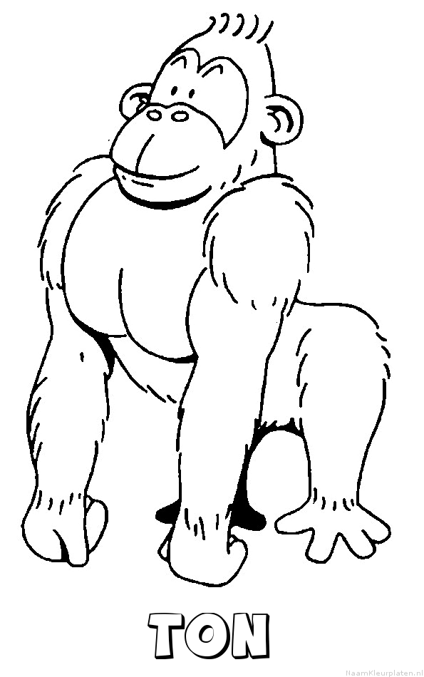 Ton aap gorilla