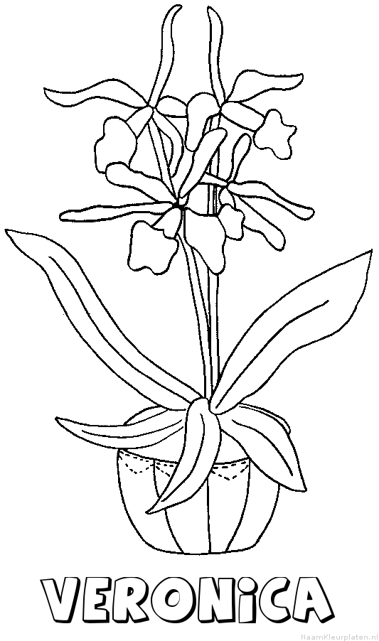 Veronica bloemen