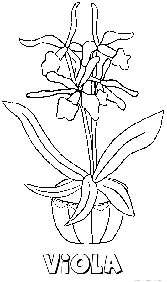 Viola bloemen