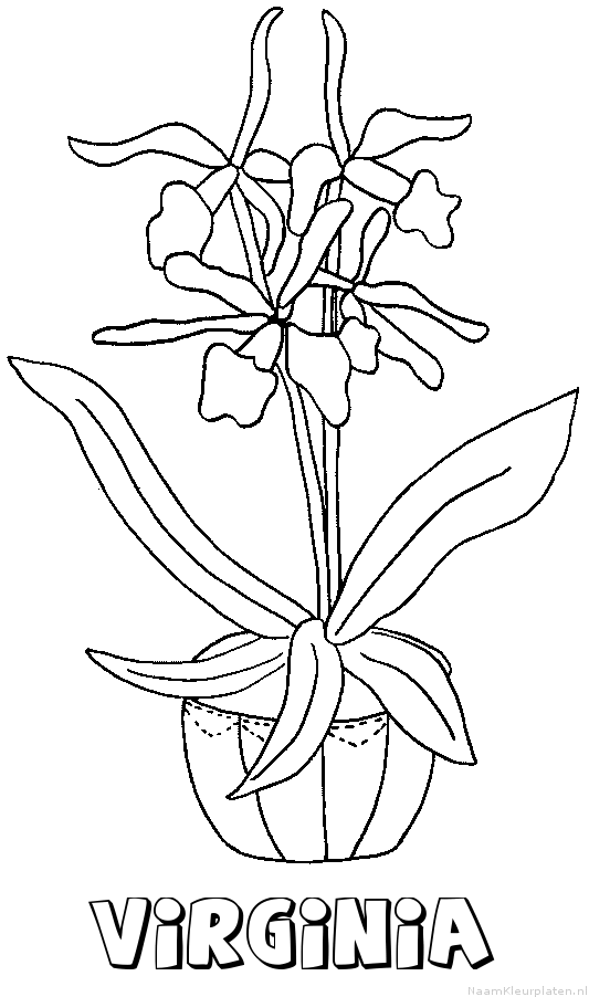 Virginia bloemen