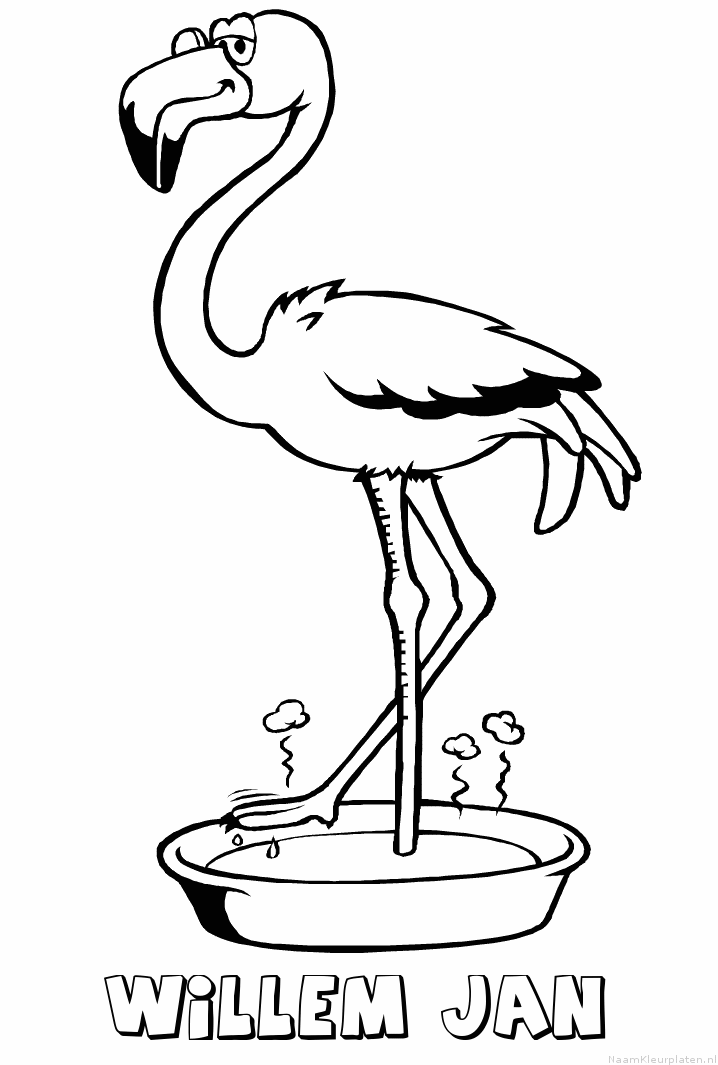 Willem jan flamingo